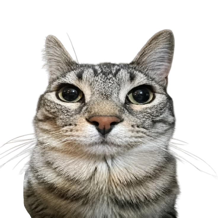 A perfectly calm cat in front of a nuclear blast